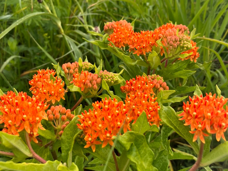 starburst clusters of tiny orange flowers in the park