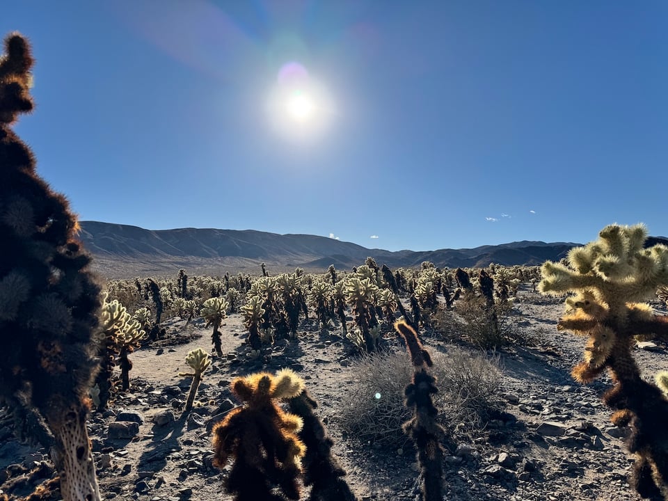 Cacti in the desert.
