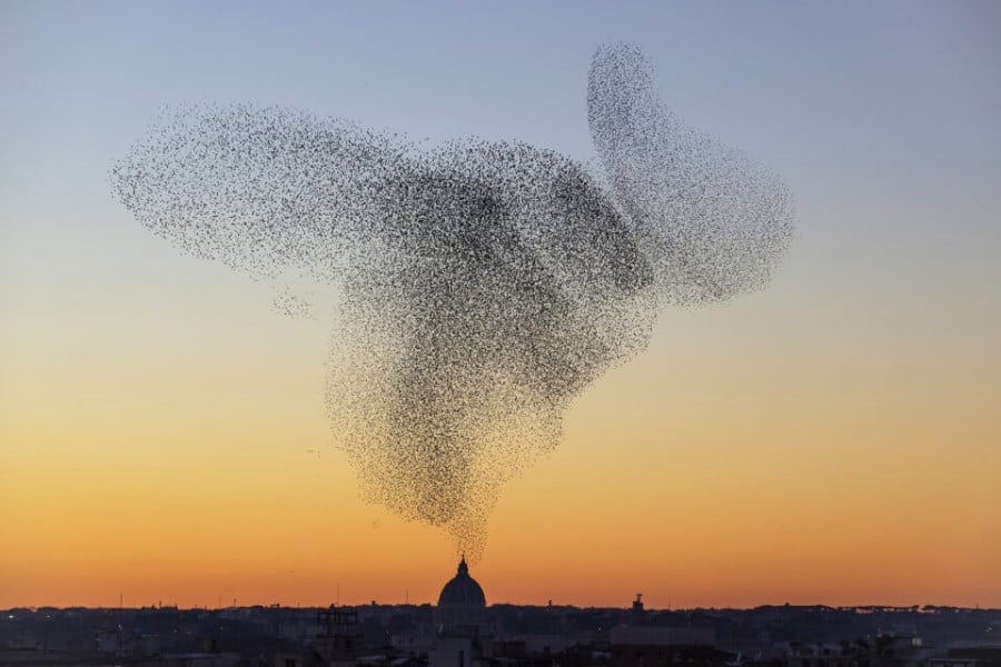 A photo showing a murmuration of starlings in the sky above Rome at dusk.
