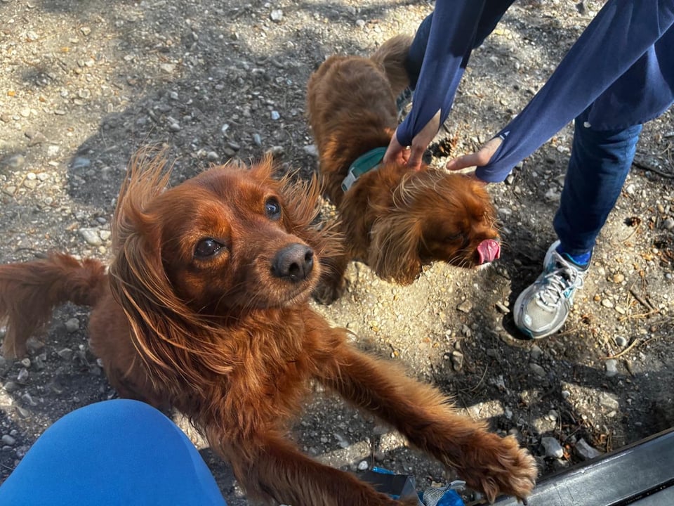 Two cute dogs.