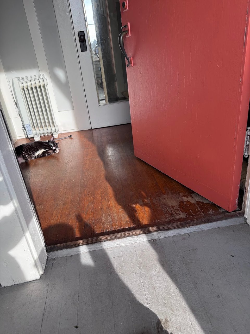 Yuki, a tuxedo cat, lies on a wood floor in the sun just inside the door. The door is red.
