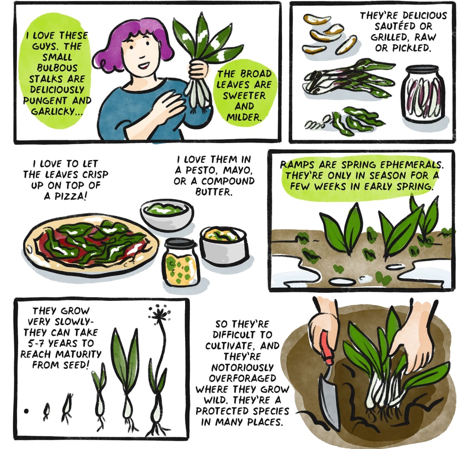 I love these guys. The small bulbous stalks are deliciously pungent and garlicky. The broad leaves are sweeter and milder. They’re delicious sautéed or grilled, raw or pickled. I love to let the leaves crisp up on top of a pizza. I love them in a pesto or a compound butter. Ramps are spring ephemerals. They’re only in season for a few weeks in early spring. They grow very slowly- they can take 5-7 years to reach maturity from seed! So they’re difficult to cultivate, and they’re notoriously overforaged where they grow wild. they’re a protected species in many places.