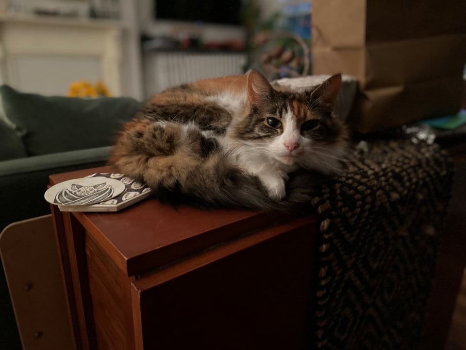 A small long-haired calico cat lying curled up on a table, head up and gazing calmly at the camera.