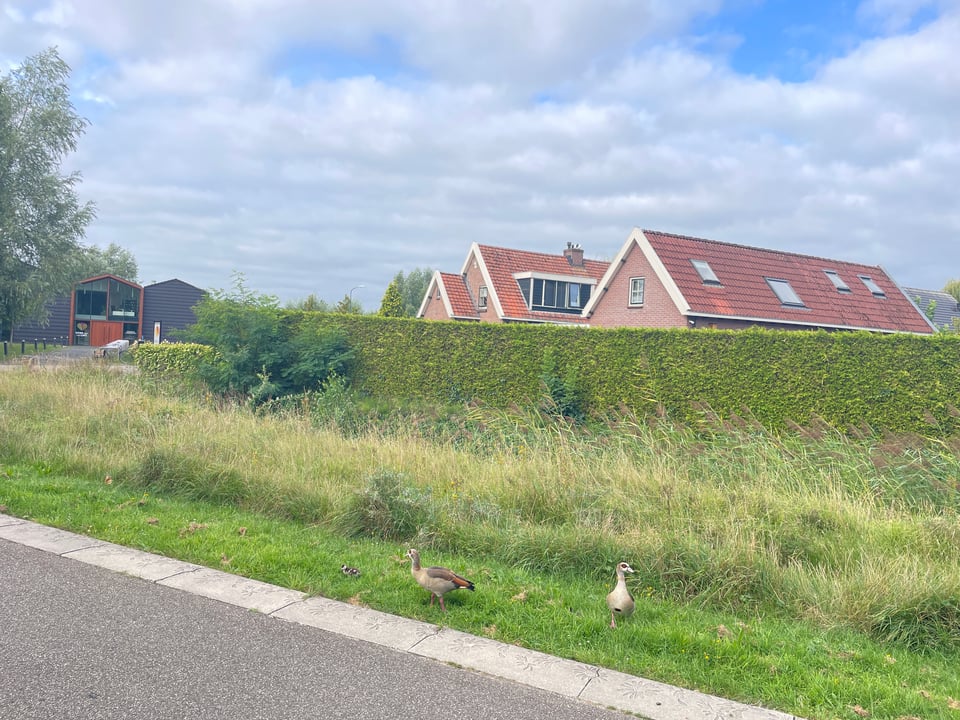 Two geese with two tiny goslings in the grass - August is very late for goslings.