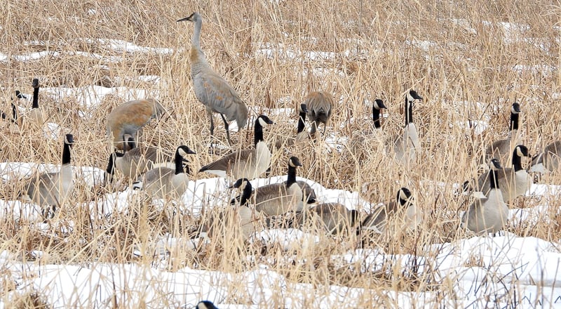 Each spring’s return of Sandhill Cranes to the park is an occasion for happiness.