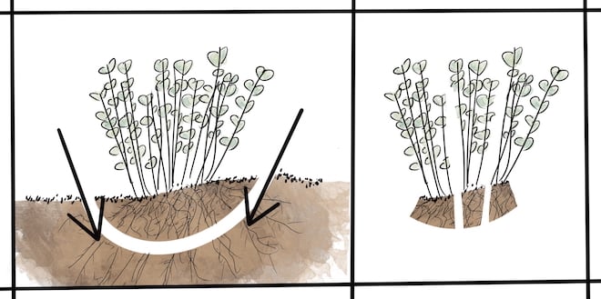 This week: Dividing and Relocating Perennials