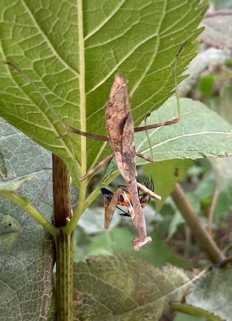 Native praying mantis on milweed carrying away a milkweed bug.