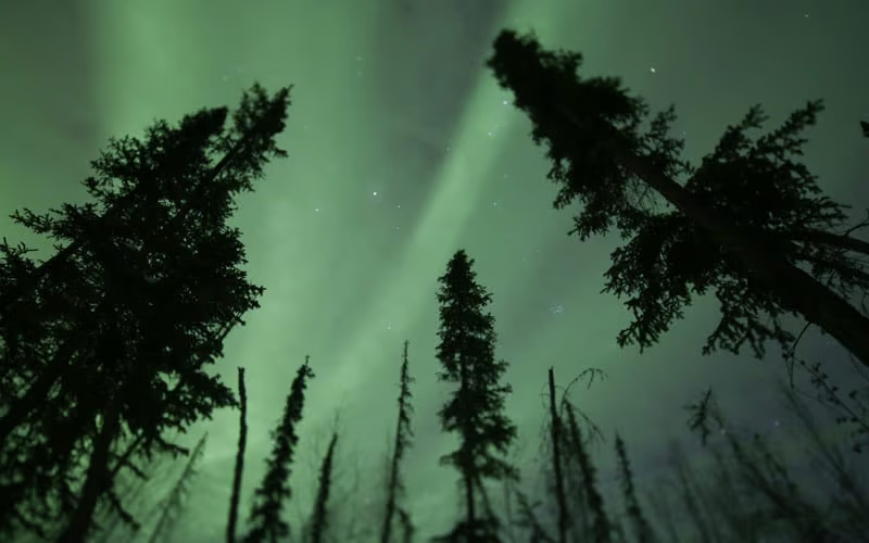 looking up through evergreen trees at a green sky of aurora borealis