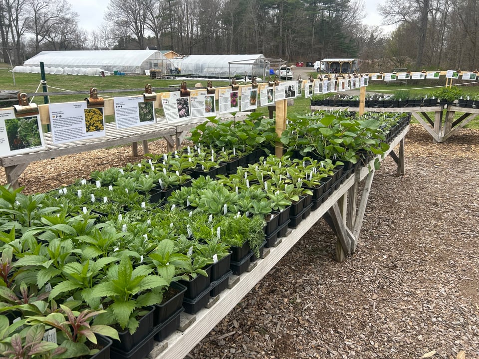 Tables full of perennial flowers and herbs at Solid Ground Gardens with the greenhouses in the background