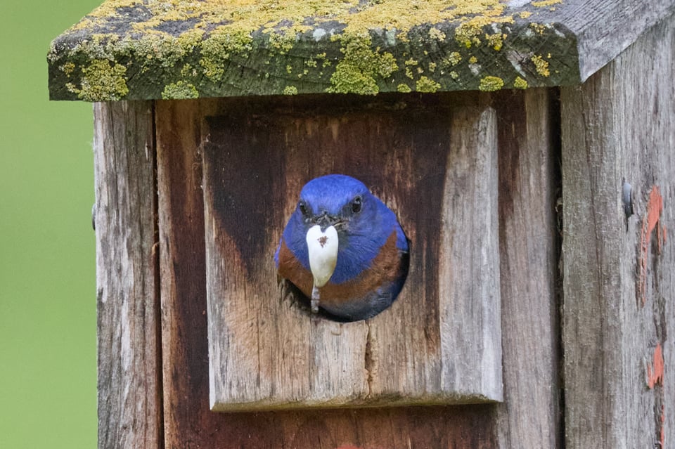 A blue bird pops its head out of a nest box carrying a white sac