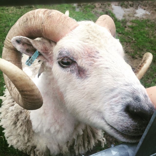 a handsome white ram with curling horns pokes his nose up to the camera. it is spring and his wool is shedding a bit.