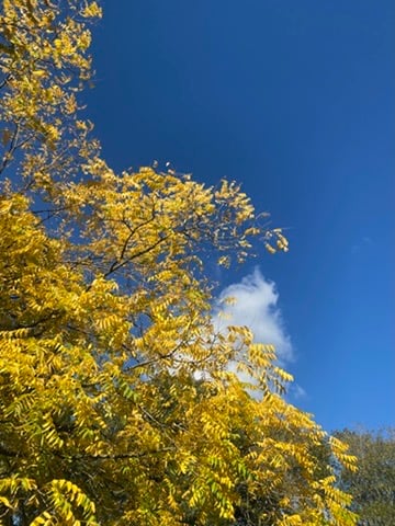 yellowing leaves on a tree against a bright blue sky