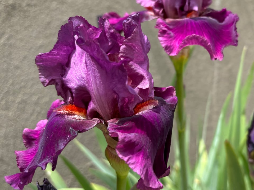A showy, perhaps even lewd, purple iris