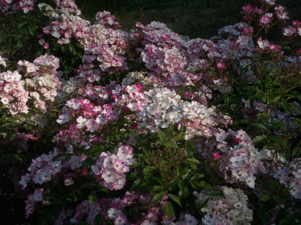 Roses photographed at Oakland's Morcom Rose Garden on a Konica Minolta Dimage X-1 digital camera.