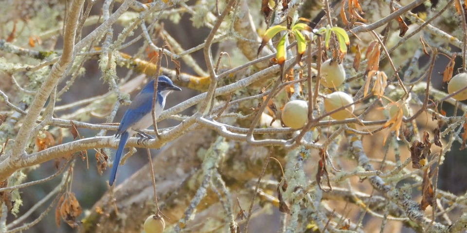 A blue and white scrub jay is perched among the scraggly, lichen-covered branches of a tree that looks like it's dying, with several big round fruits in it. Do not eat the fruits, they are toxic unless processed. Don't eat the bird, either. It's just minding its own business. That's probably why it's looking at us like that. Scrub jays are crazy smart.