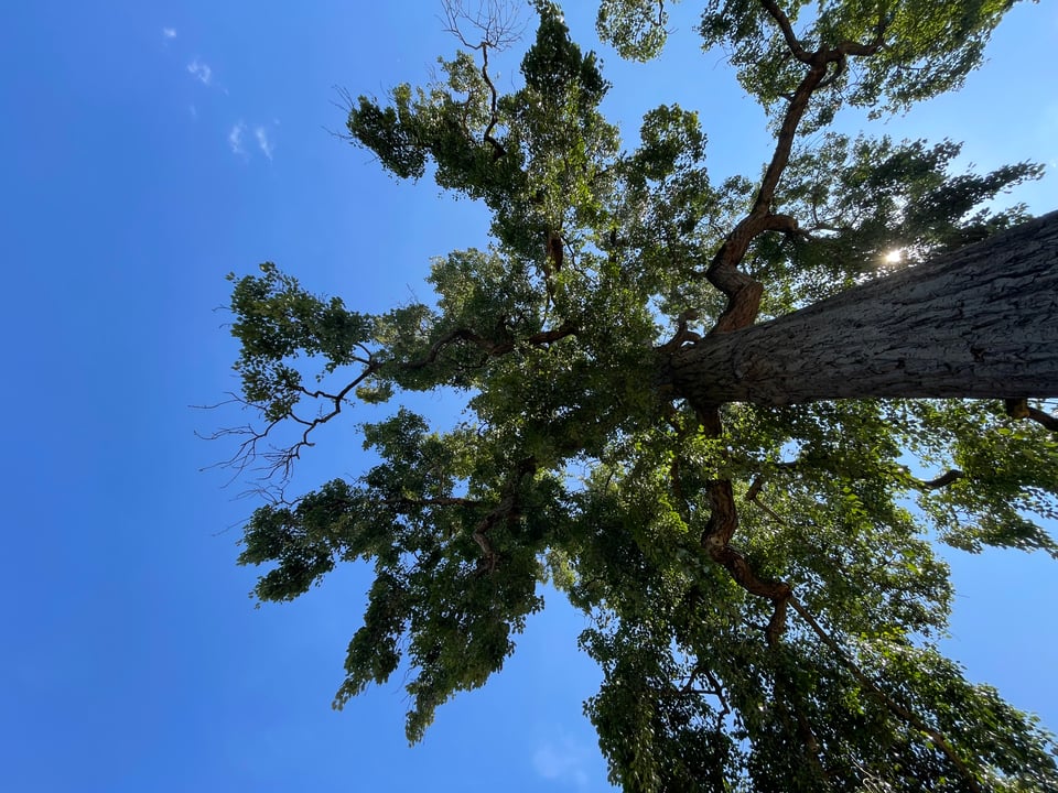 A tree against the bluesky. The perspective is mine, while I was lying down on the ground beneath the tree's shade and looking up. Shot on a wide-angle