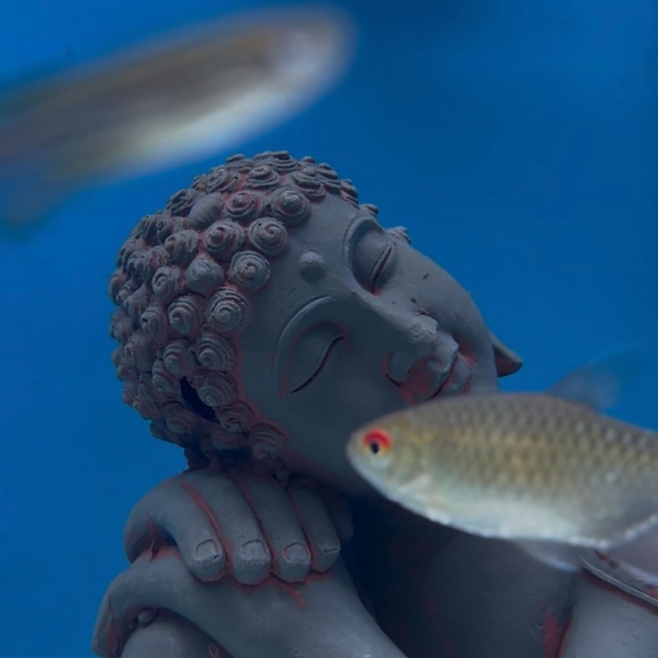 Fishies swimming around an underwater statue