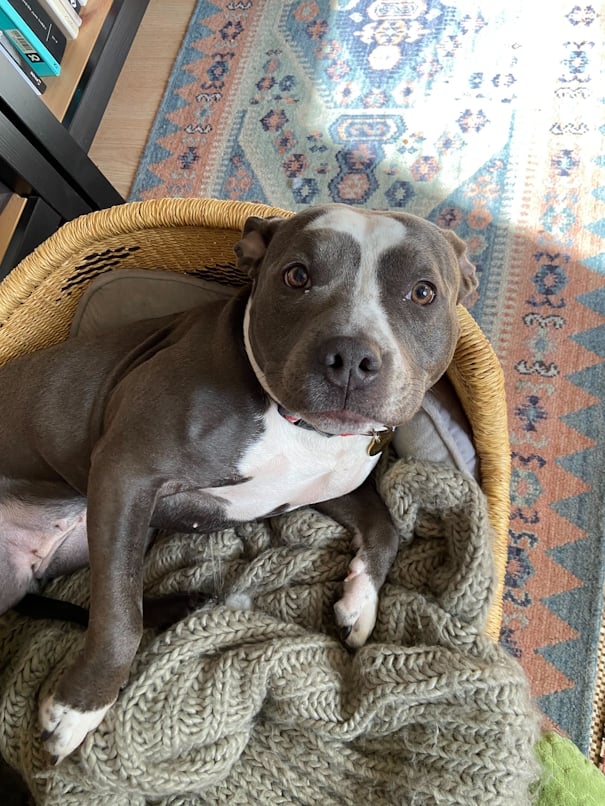 A grey and white dog.