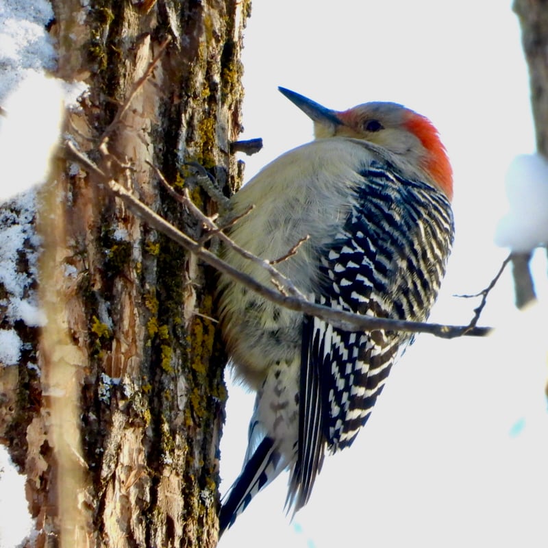 Fluffed against the cold and wind, a Red-bellied Woodpecker works for its meal. This pretty bird’s shrill churrrr makes it one of the easiest to identify by sound (and not its barely red belly). / Photo by Steve Dietz