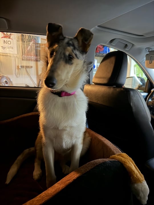 Opal sitting up in her dog seat on the backseat of the car. She waits for adventure.