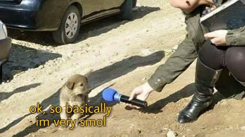 A reporter interviewing a tiny puppy who says: Ok, so I'm very smol