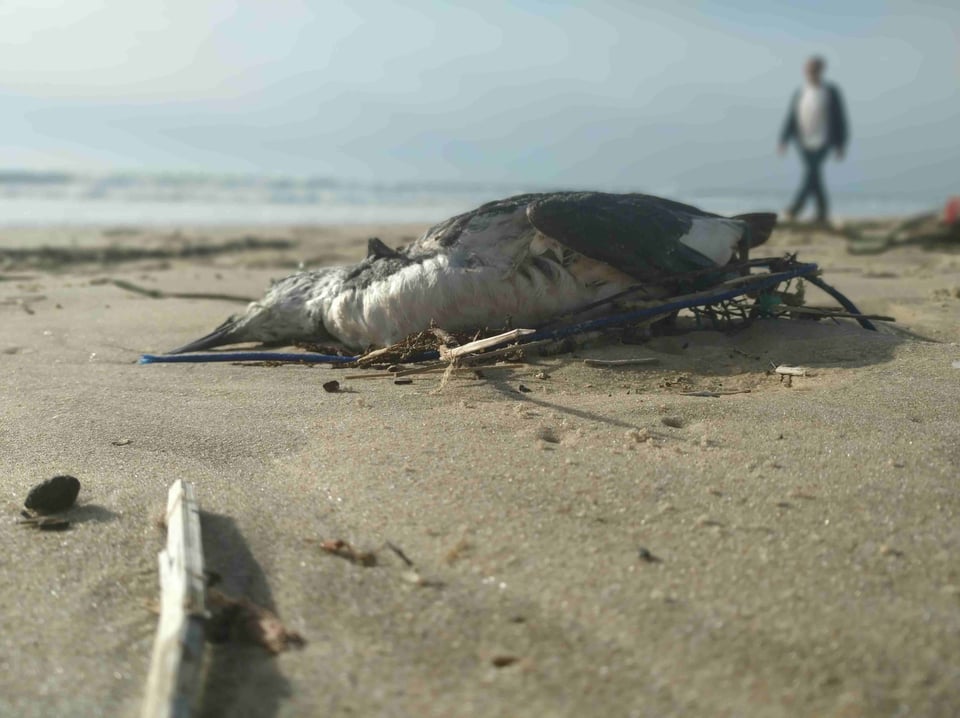 Cadavre de guillemot de Troïl échoué sur une plage, c'est un spectacle quotidien.