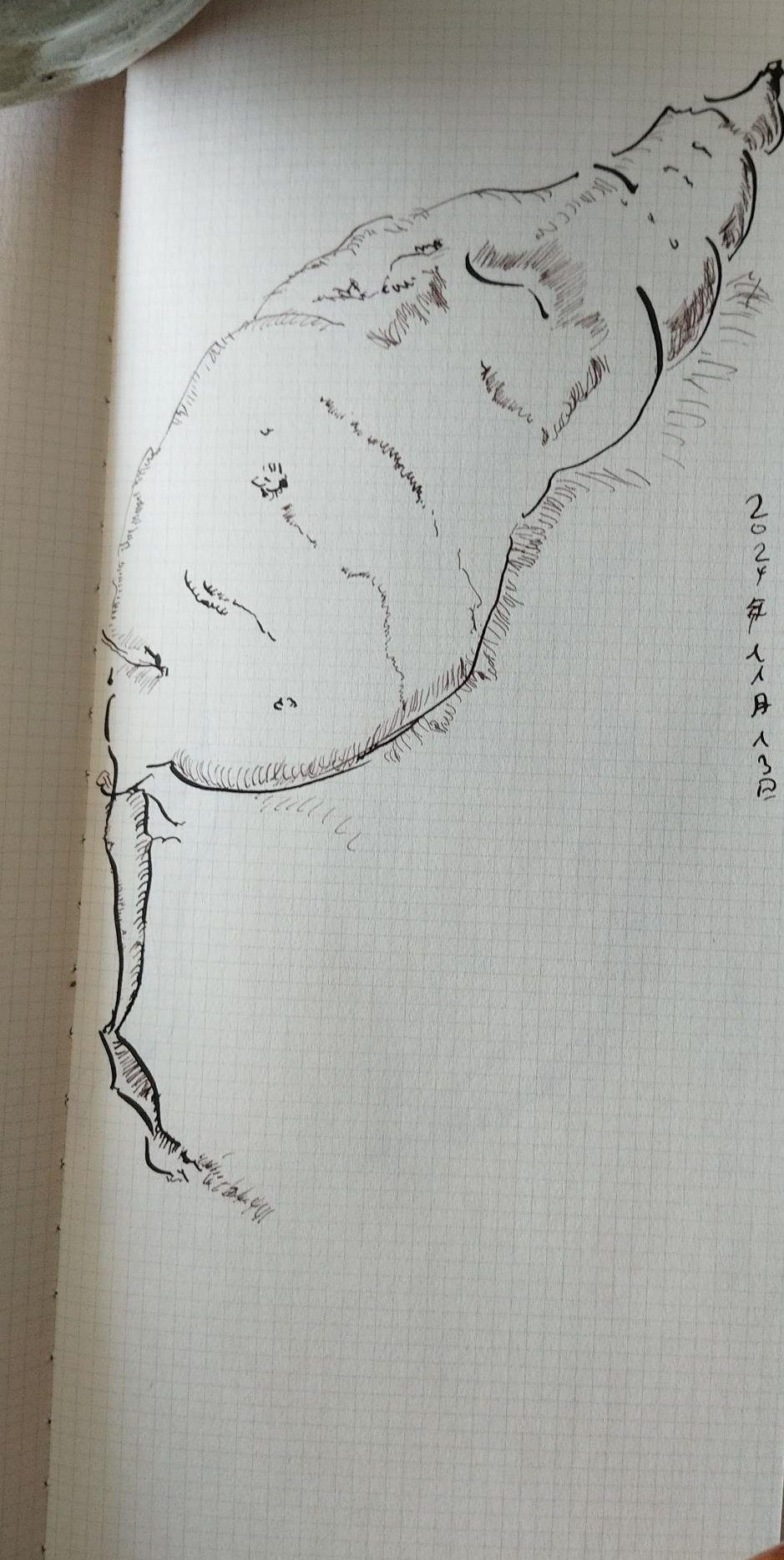Zebra G line drawing of a Japanese sweetpotato on 2mm graph paper