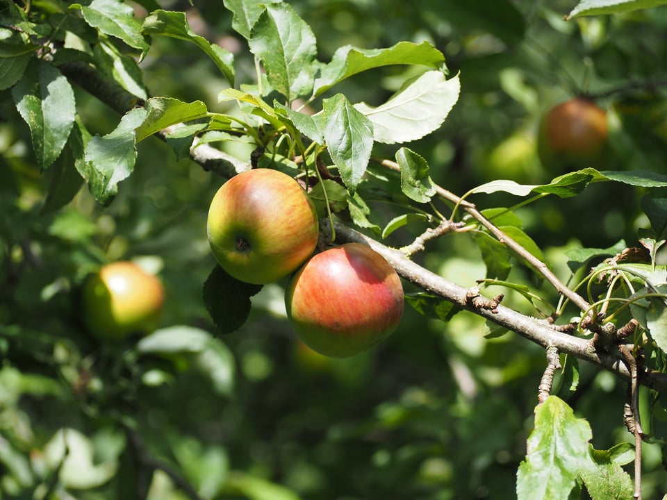Apples at Scrase Valley Community Orchard, July 2025