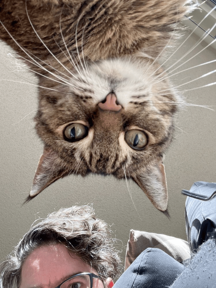 A photo from below of a brown tabby and half a white person's face (forehead, mostly)
