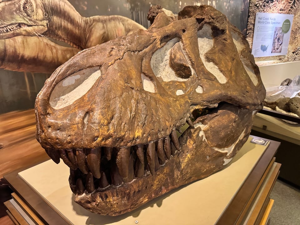 A cast skull, in light brown, of the T. rex known as AMNH 5027