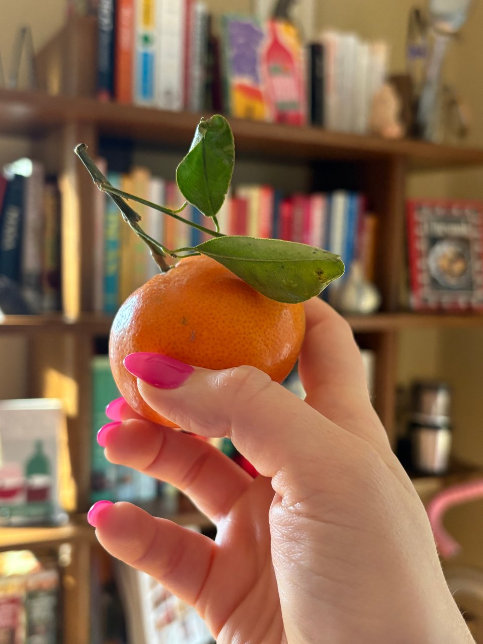 A beautiful tangerine, stem and leaves attached, in the hand of the author.