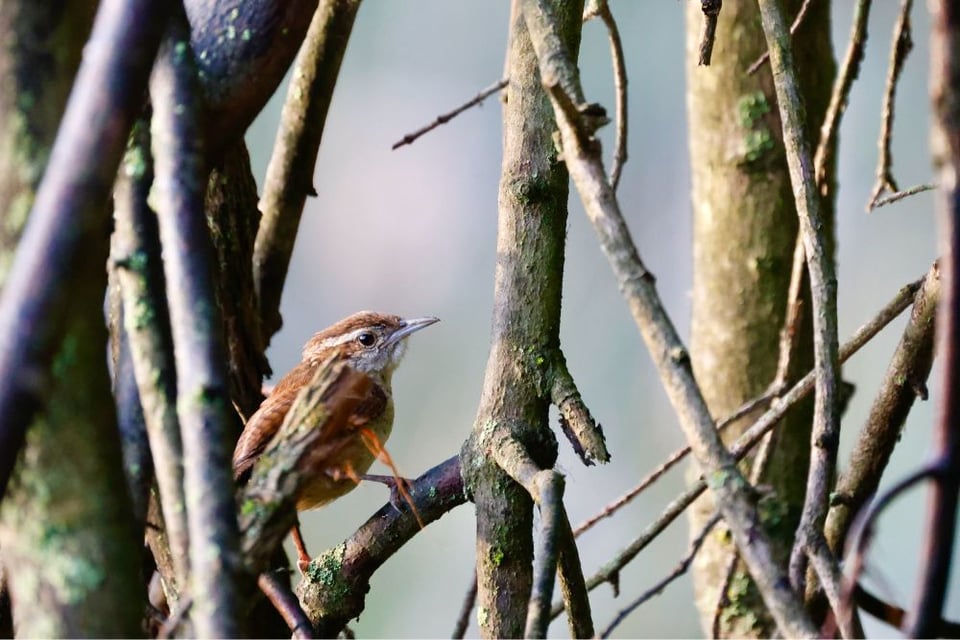 A Carolina wren peeks out from some branches