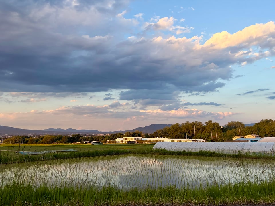 Sky over rice paddies