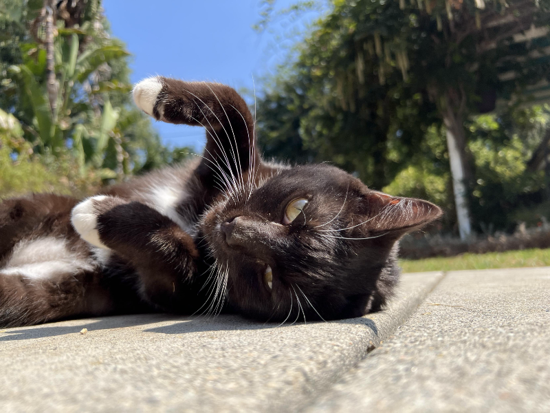 Tod's cat enjoying the warm sun lying on his back on a sidewalk facing the camera.png