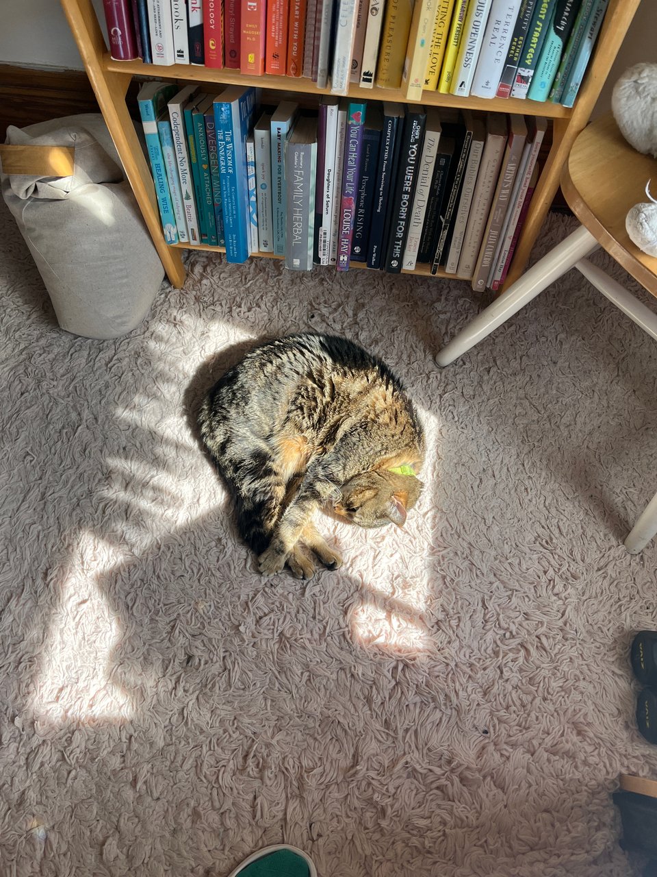Nettle the cat curled up adorably in a patch of sun on a pale pink shag rug in front of a small color-coordinated bookshelf