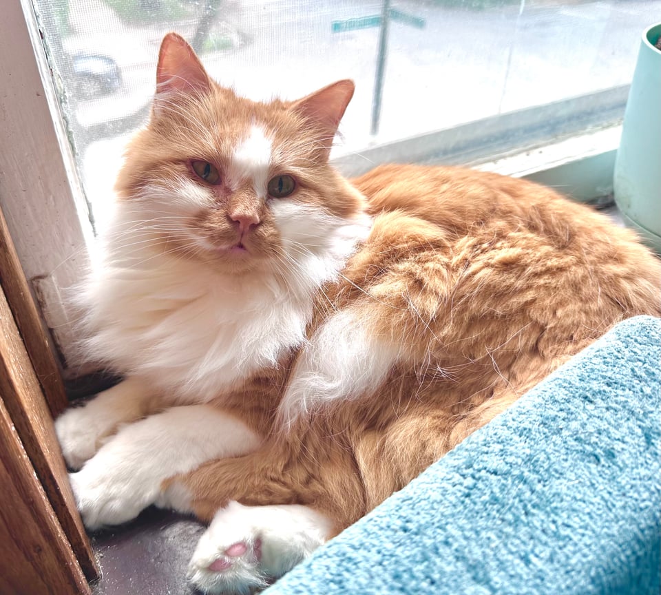 a fluffy orange and white cat sitting in a windowsill