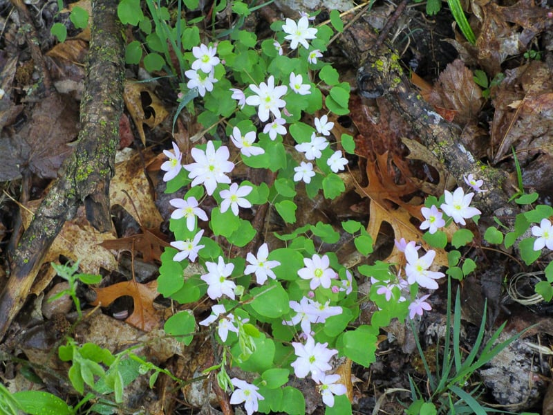 Late in April, rue anemone (Thalictrum thalictroides) emerges briefly to grace Frontenac State Park’s woodland areas. / Photo by Pamela Miller