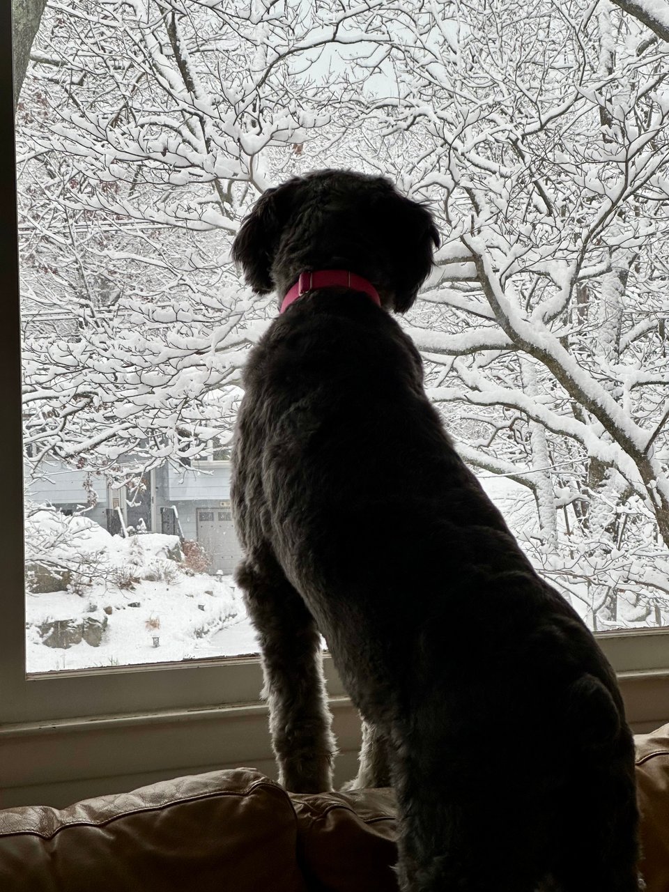 photo of gray aussiedoodle standing on a sofa looking out a big window at snow-covered trees