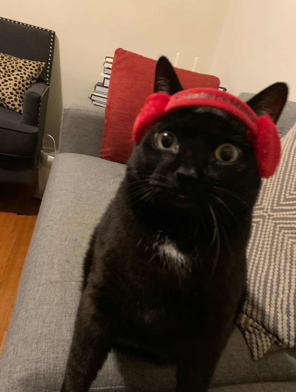 adorable black cat wearing tiny Maker's Mark earmuffs