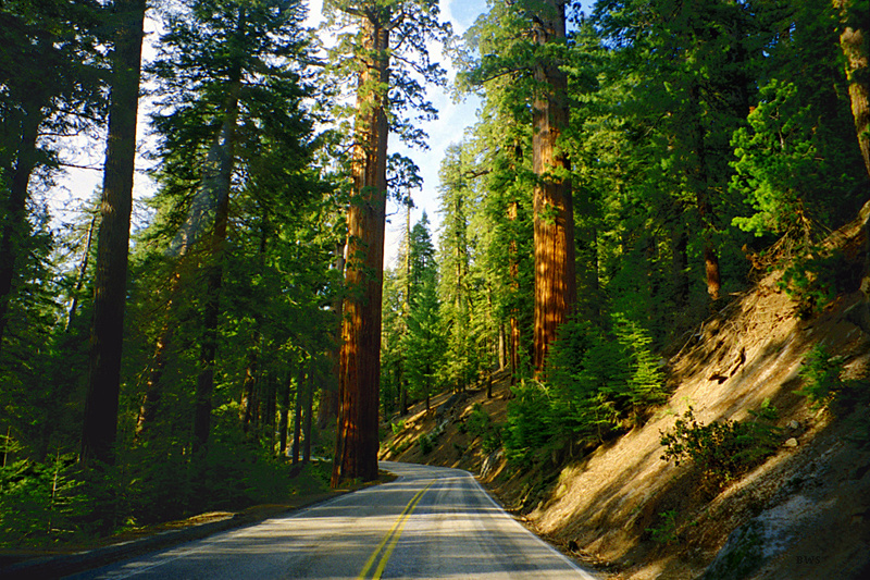 General's Highway with tall trees