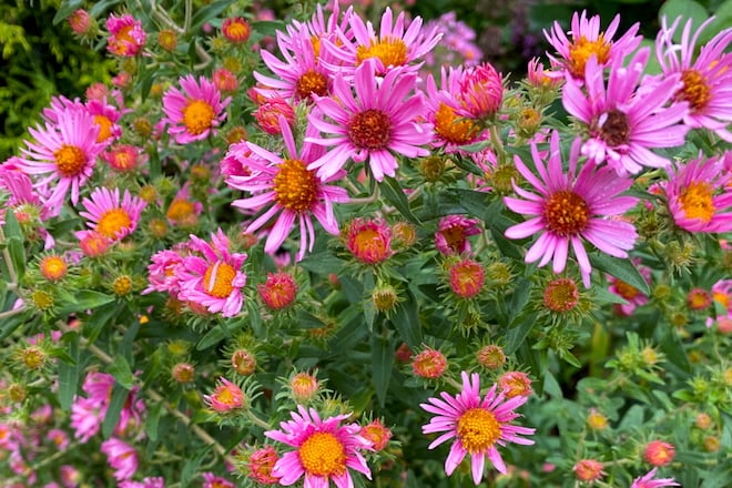 New England Aster