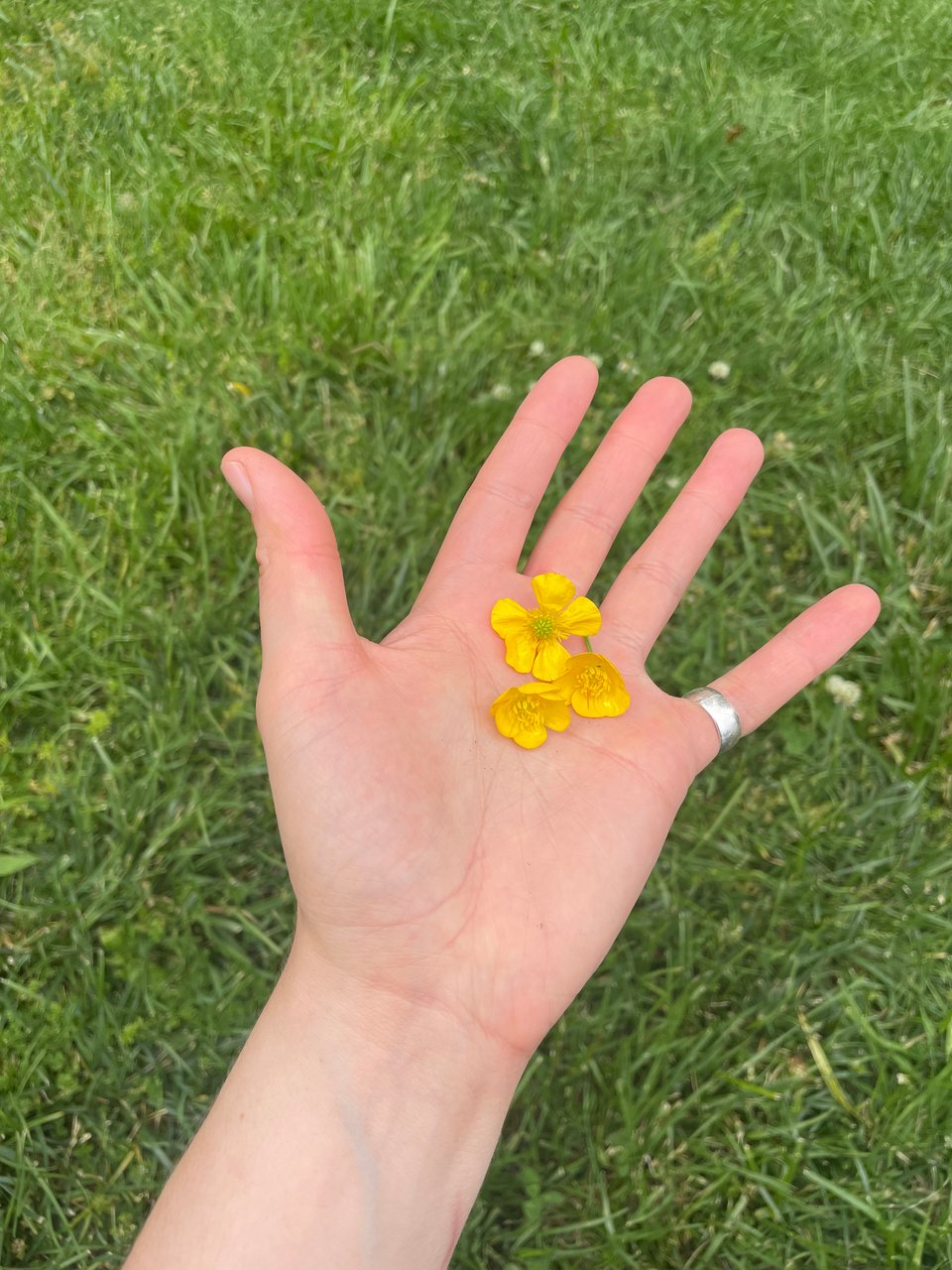 A white person's hand with 3 buttercups.