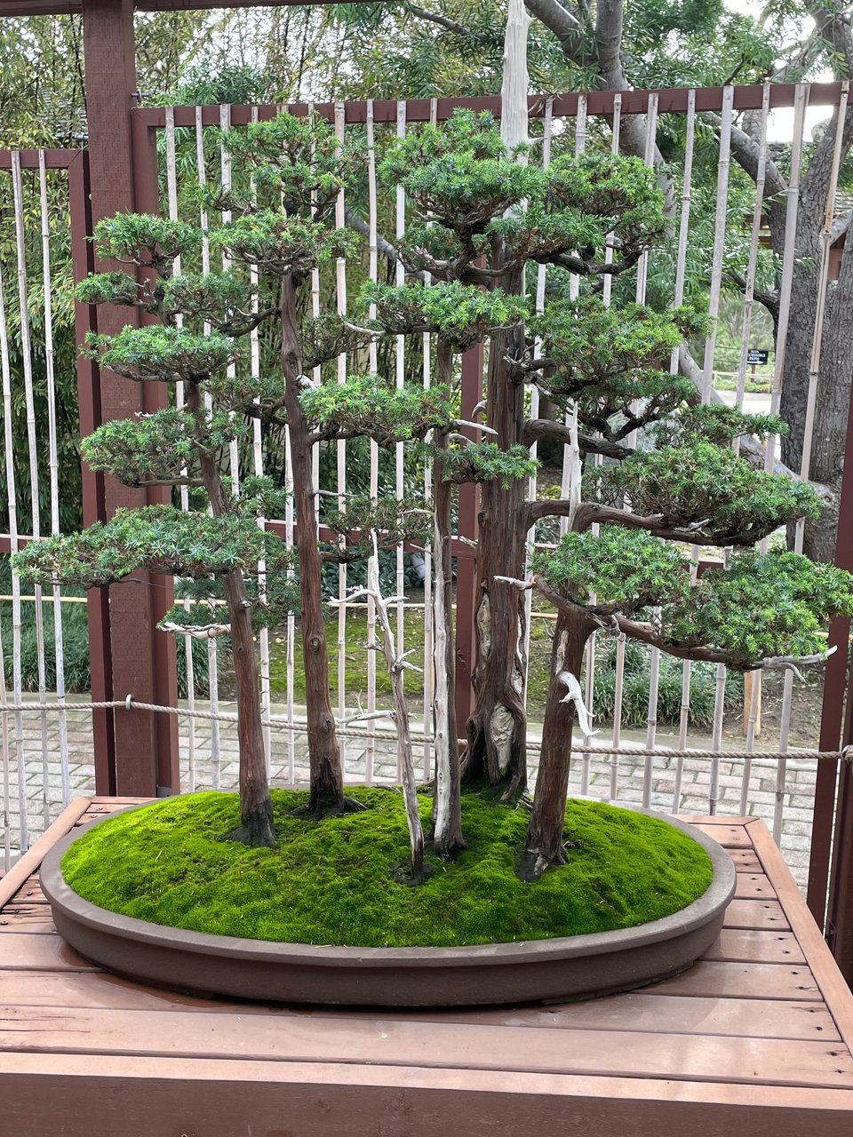 A really cool Bonsai tree