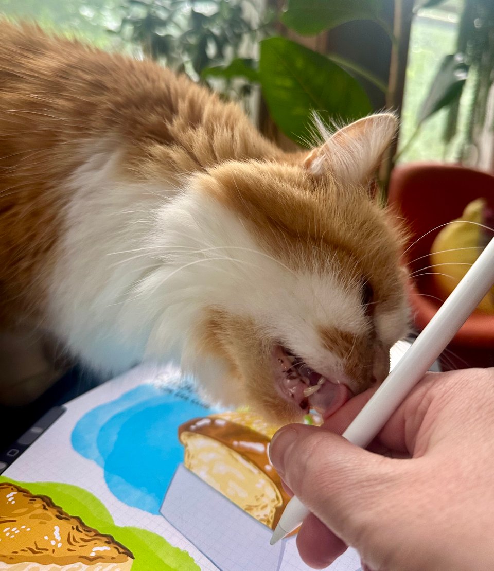 a fluffy orange and white cat licking (or biting??) a human hand holding an apple pencil