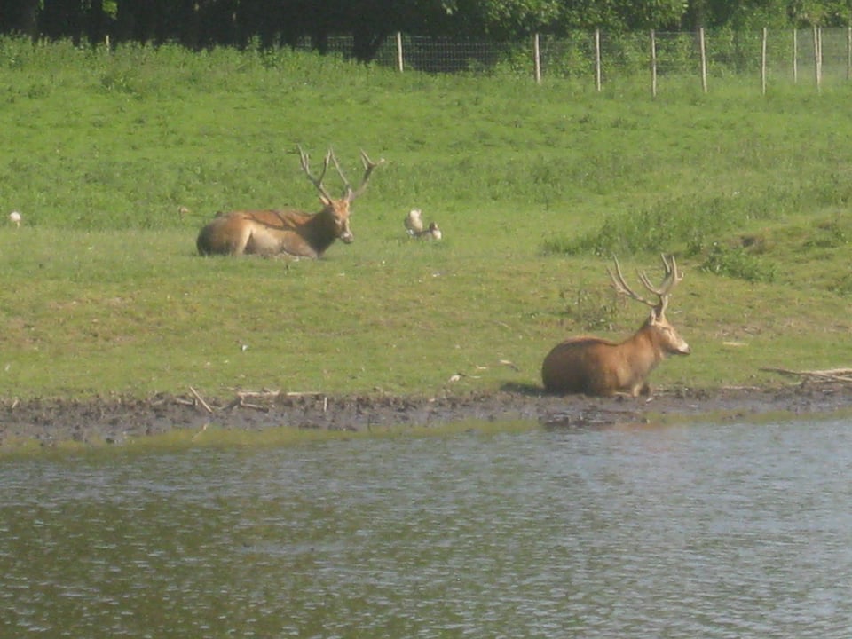 Several deer-type animals lie on grass near water. A fence lines the bakcgruond
