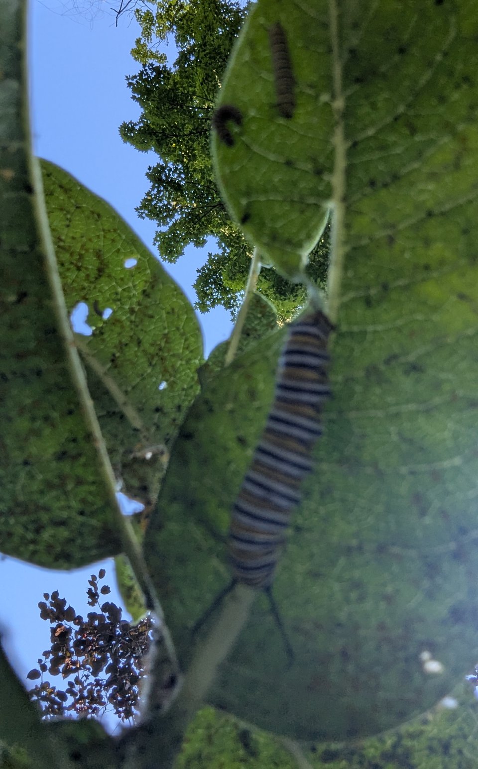 The green underside of a milkweed leaf with a large yellow, black, and white monarch caterpillar on it, with more leaves and another leaf with two smaller caterpillars.