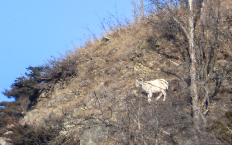 That’s one tough old goat. Bruce Ause spotted White Lightning high on Rattlesnake Bluff on a dry day in February. He’s still up there. / Photo by Bruce Ause
