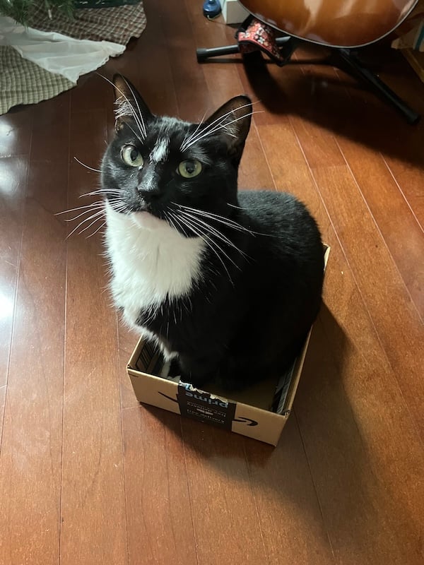 An adorable black cat is sitting in a tiny Amazon box, looking directly into the camera. She barely fits but looks happy about it.