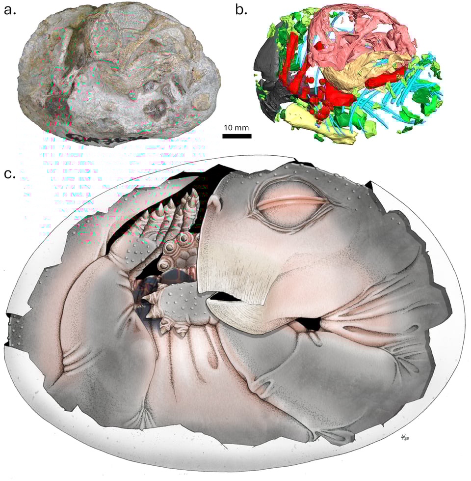 Baby Lystrosaurus in its egg, as a fossil, a CT scan, and in paleoart.