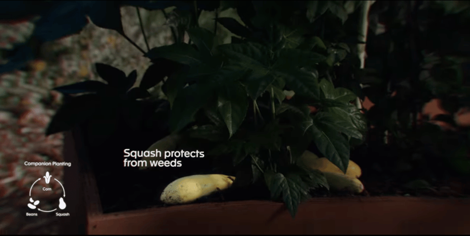 "Squash protects from weeds" text is superimposed over a squash. To the left, "Companion Planting" sits above icons for corn, squash, and beans.